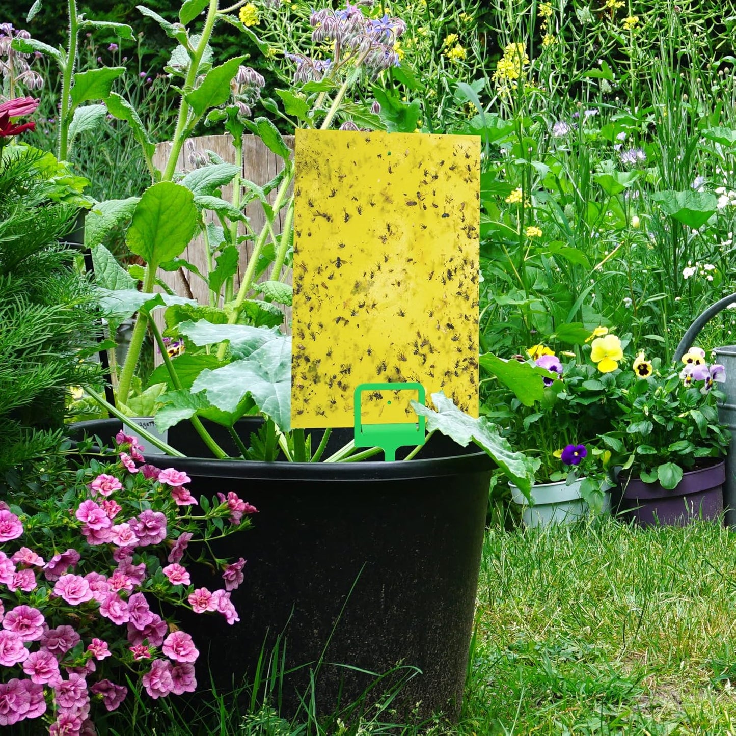 Fruit Fly Trap- Gnat Trap- Indoor Fly Trap